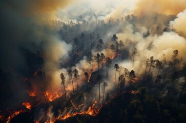 Fire in the forest bird's-eye at daylight. Burning trees and smoke. Environmental disaster