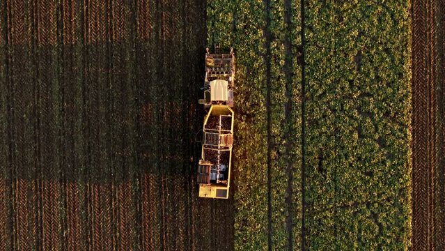 combine harvester in action at sunset, a sugar beet field, aerial view