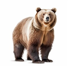 Obraz premium Grizzly bear