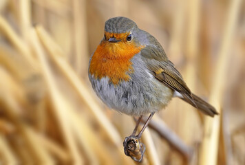 robin  bird perched on a branch