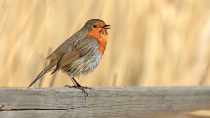 robin  bird perched on a branch