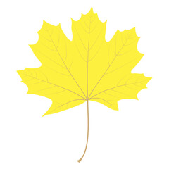 Autumn maple leaf on a white background.