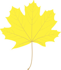 Autumn maple leaf.