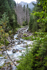 Fototapeta premium Swift mountain river deep in the forest, beautiful nature, Caucasus, Dombai, Russia