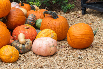 Beautiful and colorful  pumpkins display