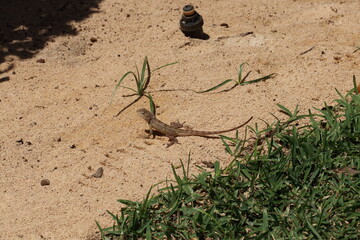 Beige chameleon in the sand