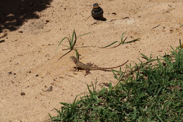 Beige chameleon in the sand