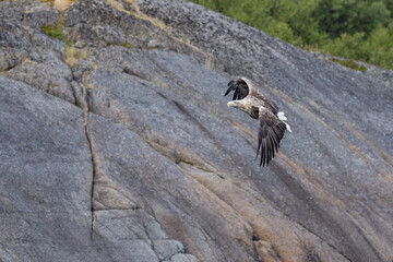 The sea eagle is Northern Europe's largest nesting bird of prey and the fourth largest of the world's eagles,Nordland county,Norway