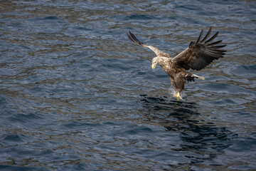 The sea eagle is Northern Europe's largest nesting bird of prey and the fourth largest of the world's eagles,Nordland county,Norway