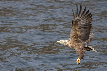 The sea eagle is Northern Europe's largest nesting bird of prey and the fourth largest of the world's eagles,Nordland county,Norway