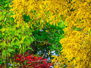 Bäume und Sträucher in herbstlichen Farben. Die unterschiedlichen Farben bilden einen Rahmen um...