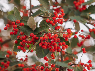 Nahaufnahme von reifen roten Früchten an kleinen Zweigen der Schwedische Vogelbeere (Sorbus...