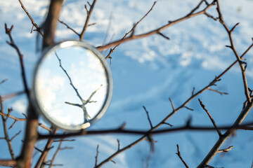 a round mirror on the branches of a dry tree