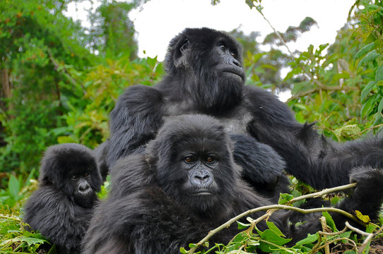Gorillas
