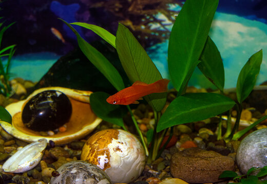 Aquarium swordtail fish swims in a home aquarium. The fish is red. Xiphophorus-Latin name
