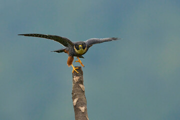 Bat Falcon at her favorite branch from where it hunts birds, bats and dragonflies.