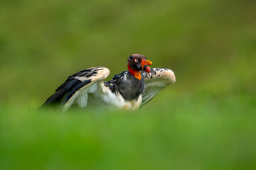Adult King Vulture on the ground and about the feed on dead cow.