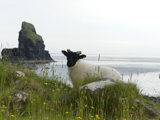 Sheep on the beach