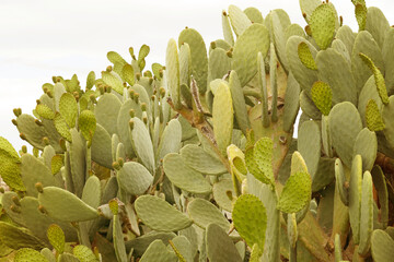 Background image of a cactus close up