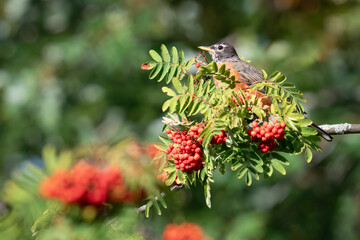 An American robin feeds in a mountain ash tree laden with late summer berries at Scarborough,...