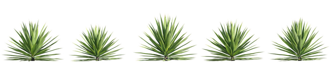set of agave plants, 3d rendering with transparent background