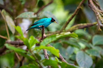 Green honeycreeper (Chlorophanes spiza), Mindo Cloud Forest, Ecuador.