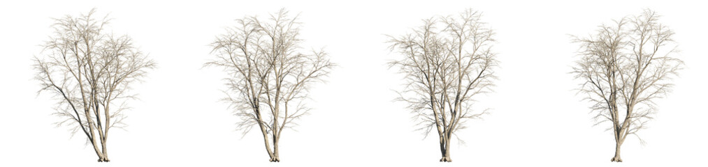 Obraz premium set of alnus tree, 3d rendering with transparent background