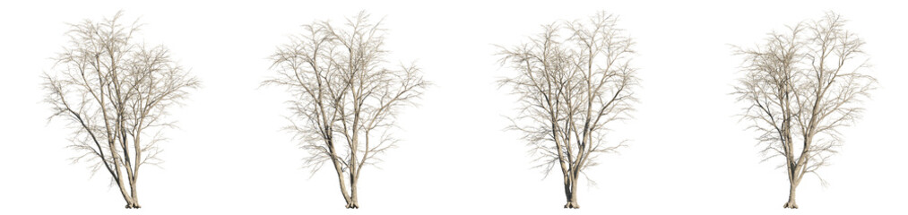 set of alnus tree, 3d rendering with transparent background