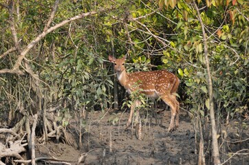 Naklejka na ściany i meble Female spotted deer.spotted deer or chital deer is a deer species native to the Indian subcontinent.this photo was taken from sundarbans,Bangladesh.