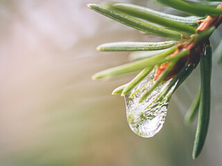 Drop of water on a spruce branch, closeup. Bright background.