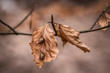Branch with dry brown leaves, closeup. Autumn colors