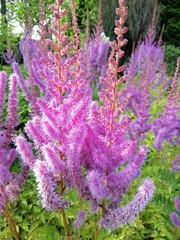 blooming Astilbe chinensis Pumila bush with huge delicate purple and pink inflorescences in the...