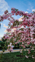 Cherry blossom tree in a city park