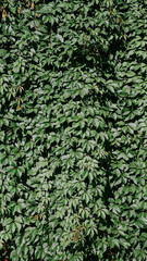 Vine leaves wall background wallpaper