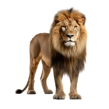 Lion isolated on transparent or white background, png © kakaji