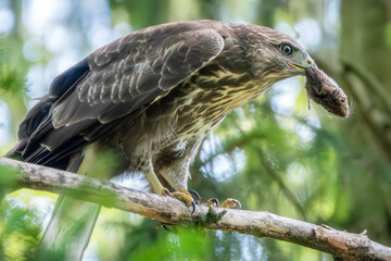 Mäusebussard mit einer Maus im Schnabel