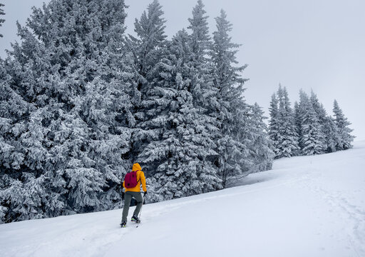 Lonely mountaineer dressed bright orange softshell jacket going up the snowy hill between spruces trees. Active people concept image on Velky Krivan, SLovakian Tatry.