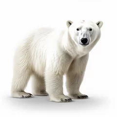 Foto op Canvas Polar bear © thanawat