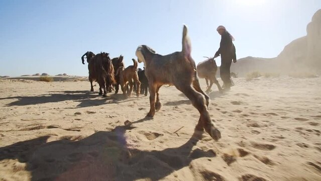 Arab man Goats with Saudi shepherd