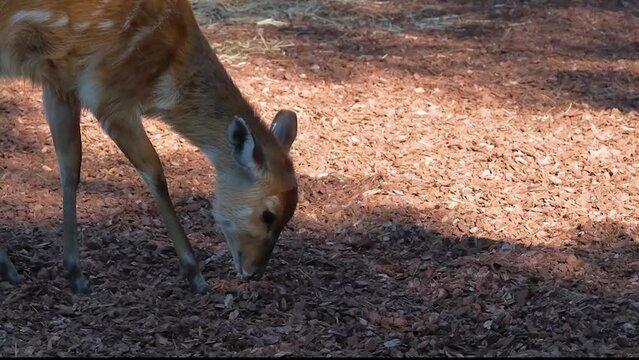 4K slow-motion video, a Sitatunga antelope at the zoo.