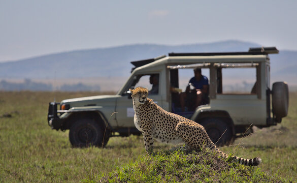 Fototapeta tourist wildlife photographer and guide in safari vehicle sight a cheetah in the wild savannah of the masai mara, kenya, during their game drive