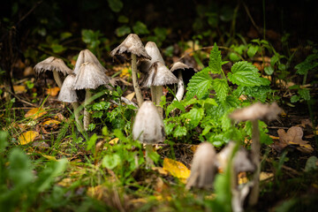 mushroom in the forest