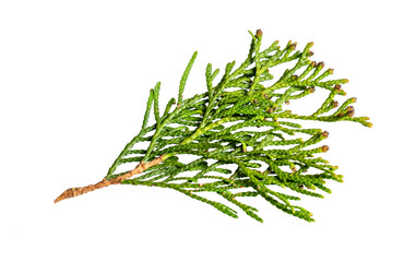 a twig of thuja on a white isolated background