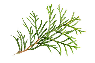 a twig of thuja on a white isolated background