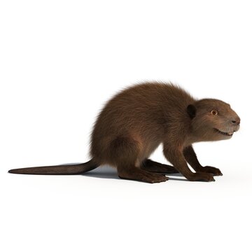 3D rendering illustration of a cartoon beaver on an isolated white background