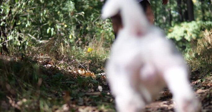 The dog is walking in nature. An active walk of a jack russell in a forest glade in a park with children and the owner.