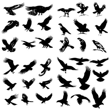 eagle svg, eagle png, eagle silhouette, eagle illustration, bird, animal, eagle, black, vector, illustration, nature, wildlife, silhouette, wings, feather, wild, raven, flying, wing, white, fly, crow,