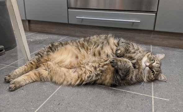 Cute tabby cat looks confused when lying on the kitchen floor