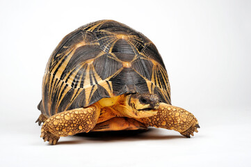 Radiated tortoise // Strahlenschildkröte (Astrochelys radiata)