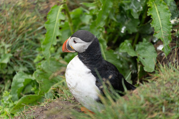 Fototapeta premium Puffin emerging from a burrow in Iceland